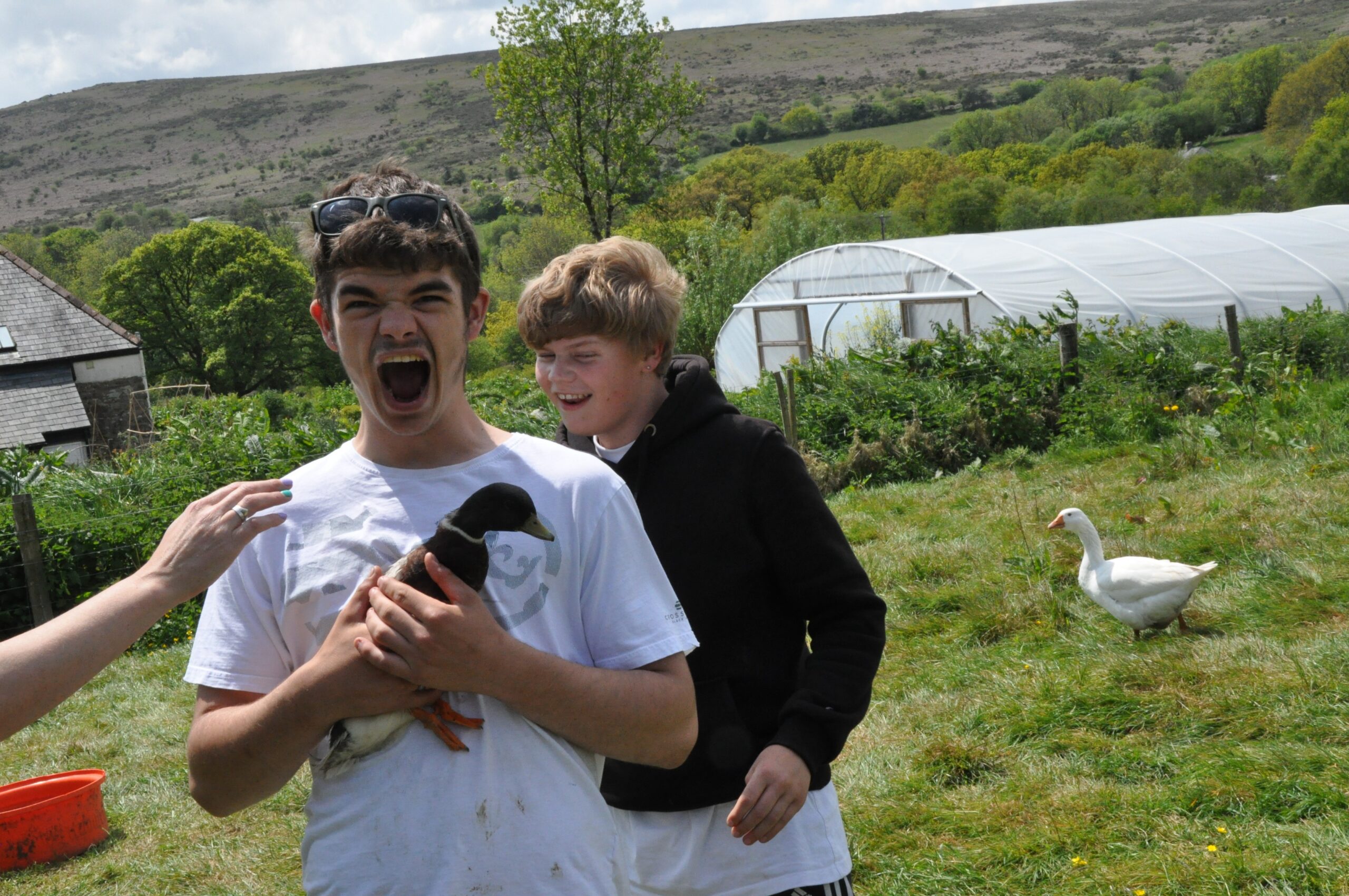 duck